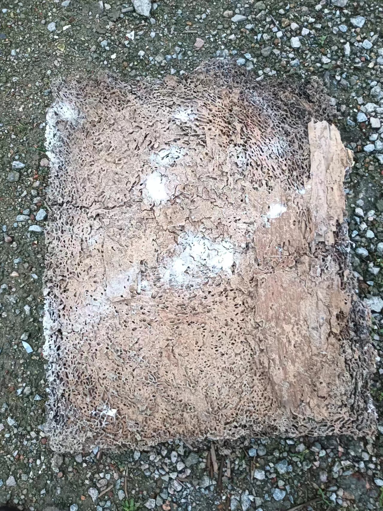 珠海白蟻防治中心 珠海白蟻防治所-珠海格