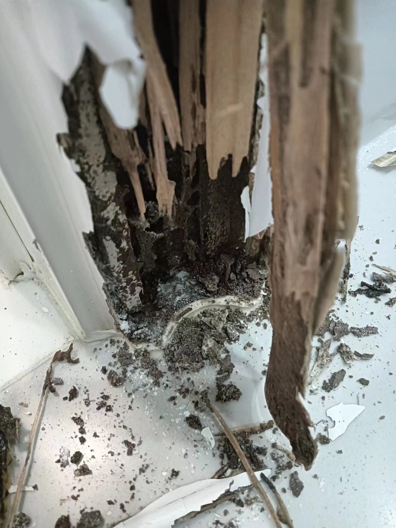 珠海白蟻的危害及根除方法